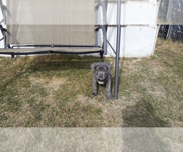 Medium Photo #6 Cane Corso Puppy For Sale in DENVER, CO, USA