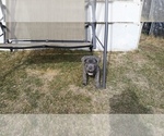 Small Photo #6 Cane Corso Puppy For Sale in DENVER, CO, USA