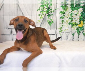 Rhodesian Ridgeback-Unknown Mix Dogs for adoption in Oroville, CA, USA