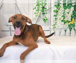 Small Rhodesian Ridgeback Mix