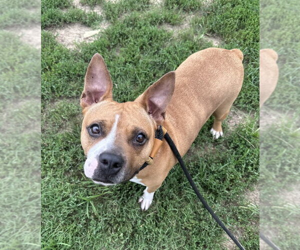 Medium Photo #2 Mutt Puppy For Sale in Evansville, IN, USA