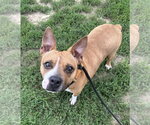 Small #1 Mutt