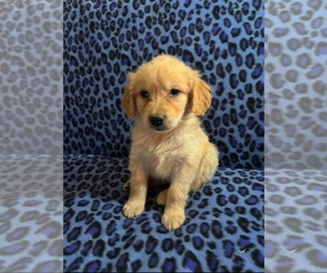 Golden Retriever Puppy for sale in BUSSEY, IA, USA
