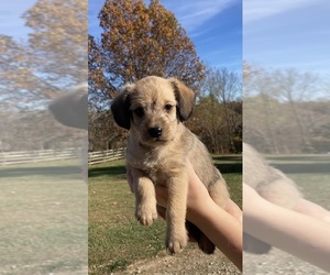 Poogle Puppy for sale in MADISON, IN, USA