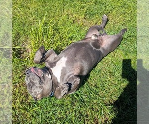 Hippo (JAX) - Male American Bulldog-Unknown Mix Dog for Adoption - Photo #2