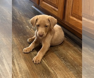 Labrador Retriever Puppy for Sale in LEASBURG, Missouri USA