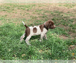 Small #2 German Shorthaired Pointer