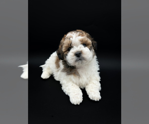 Zuchon Puppy for sale in FAIRBANK, IA, USA