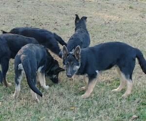 German Shepherd Dog Puppy for sale in MT ULLA, NC, USA