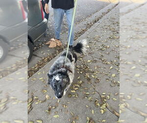 Mutt Dogs for adoption in Stockton, CA, USA