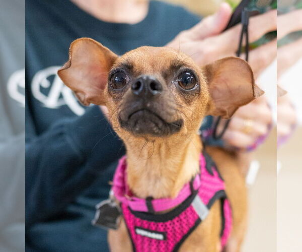 Medium Photo #5 Chihuahua-Unknown Mix Puppy For Sale in Mundelein, IL, USA