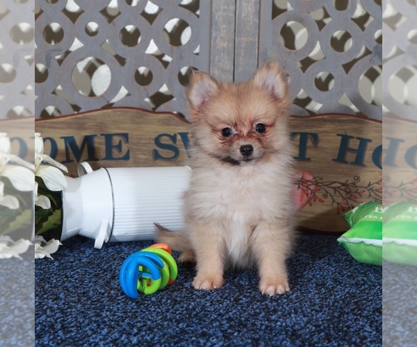 Medium Photo #2 Pomeranian Puppy For Sale in MOUNT VERNON, OH, USA