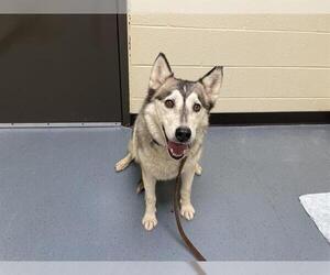 Siberian Husky Dogs for adoption in Denver, CO, USA