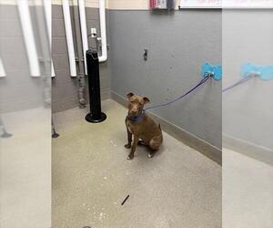 Labrador Retriever-Unknown Mix Dogs for adoption in Las Vegas, NV, USA