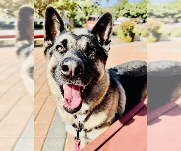 Medium Photo #2 German Shepherd Dog Puppy For Sale in Santa Barbara, CA, USA