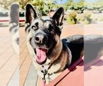 Small #1 German Shepherd Dog