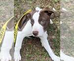Small #24 American Pit Bull Terrier Mix