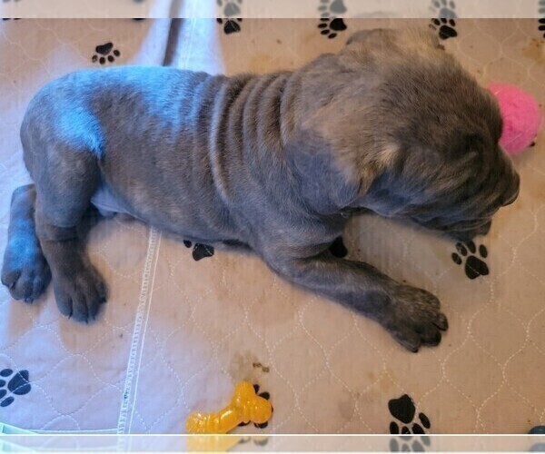 Medium Photo #7 Cane Corso Puppy For Sale in INDIANAPOLIS, IN, USA