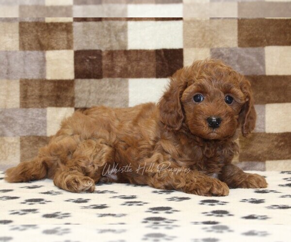 Medium Photo #2 Cavapoo (Miniature) Puppy For Sale in DENVER, PA, USA