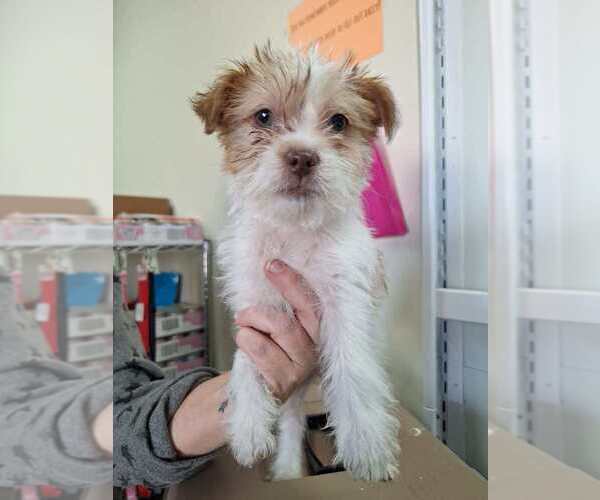 Medium Photo #2 Mutt Puppy For Sale in Candler, NC, USA