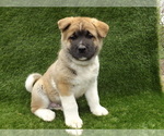 Small Photo #11 Akita Puppy For Sale in ROLLA, MO, USA