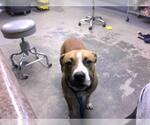 Small American Pit Bull Terrier Mix