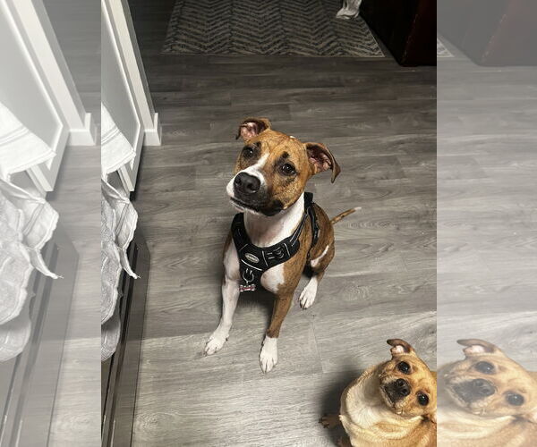 Medium Photo #2 Bullboxer Pit Puppy For Sale in Chandler, AZ, USA