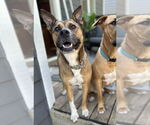 Small #3 Boxer Mix