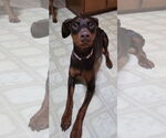 Small #12 Doberman Pinscher