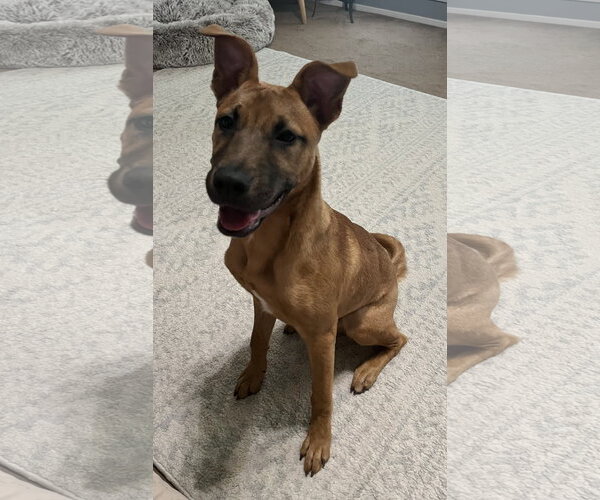 Medium Photo #3 Black Mouth Cur-Unknown Mix Puppy For Sale in Euless, TX, USA
