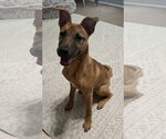 Small #2 Black Mouth Cur Mix