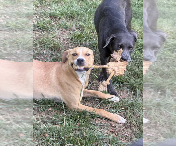 Medium Photo #8 Mutt Puppy For Sale in Mooresville, NC, USA