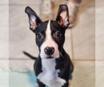 Small #1 Boston Terrier Mix