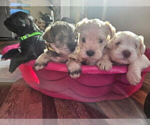 Schnauzer (Miniature) Puppy for sale in SPARTA, WI, USA