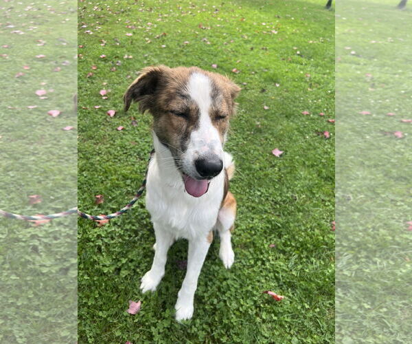 Medium Photo #3 Australian Shepherd-Brittany Mix Puppy For Sale in Rockaway, NJ, USA