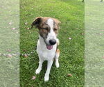 Small #2 Australian Shepherd-Brittany Mix