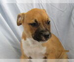 Small #1 Mutt