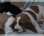 Small Photo #2 Basset Hound Puppy For Sale in PUEBLO, CO, USA