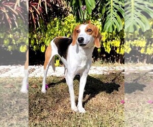 American Foxhound Dogs for adoption in SAN FRANCISCO, CA, USA