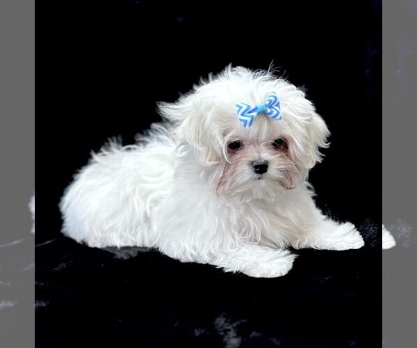 Medium Photo #1 Maltese Puppy For Sale in ROCK VALLEY, IA, USA