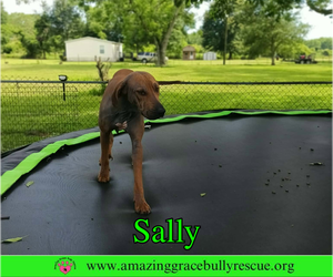 Sally 2 - Female Redbone Coonhound Dog for Adoption - Photo #8