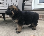 Small Photo #9 German Shepherd Dog Puppy For Sale in INDIAN MOUND, TN, USA