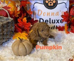Goldendoodle-Poodle (Toy) Mix Puppy for sale in DAVENPORT, FL, USA