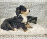 Small Photo #66 Bernedoodle Puppy For Sale in COLORADO SPRINGS, CO, USA