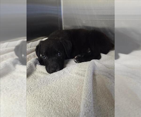 Medium Photo #1 German Shepherd Dog-Unknown Mix Puppy For Sale in Norco, CA, USA