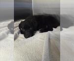 Small German Shepherd Dog Mix