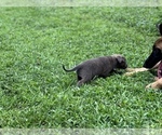 Puppy 5 American Bully-American Pit Bull Terrier Mix