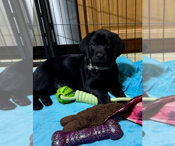 Medium Photo #4 Labrador Retriever Puppy For Sale in LISBON, CT, USA
