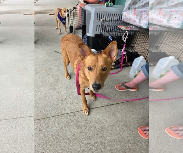 Medium Photo #3 Australian Kelpie-Golden Retriever Mix Puppy For Sale in Germantown, OH, USA