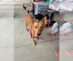 Small #2 Australian Kelpie-Golden Retriever Mix